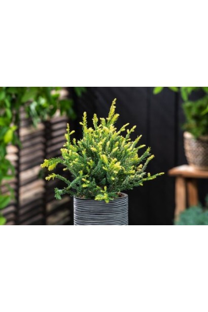 Секвоя Адпресса декоративність